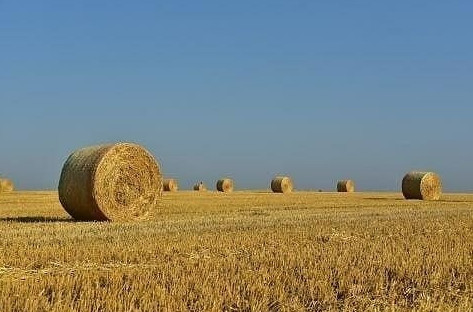 Мал шаруашылығын дамыту үшін тиісті жем-шөп базасы қажет - Әлихан Смайылов