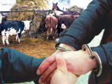 167 бас мал ұрлаған қылмыстық топ ұсталды