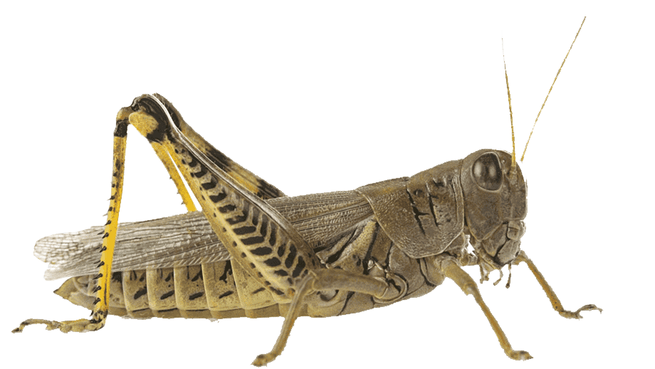 Шегірткеге қарсы күрес басталды