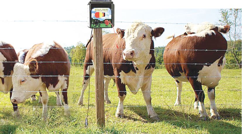 Электронды бақташының ерекшелігі