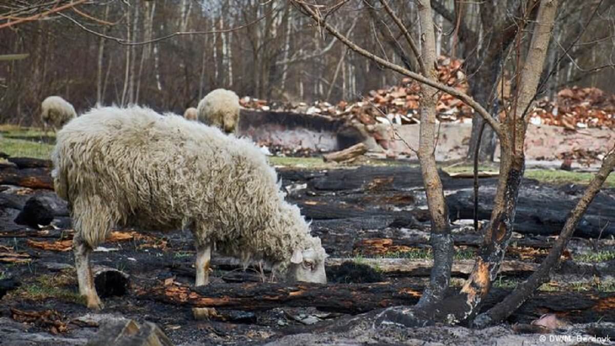 Мыңнан астам қой өртеніп кетті