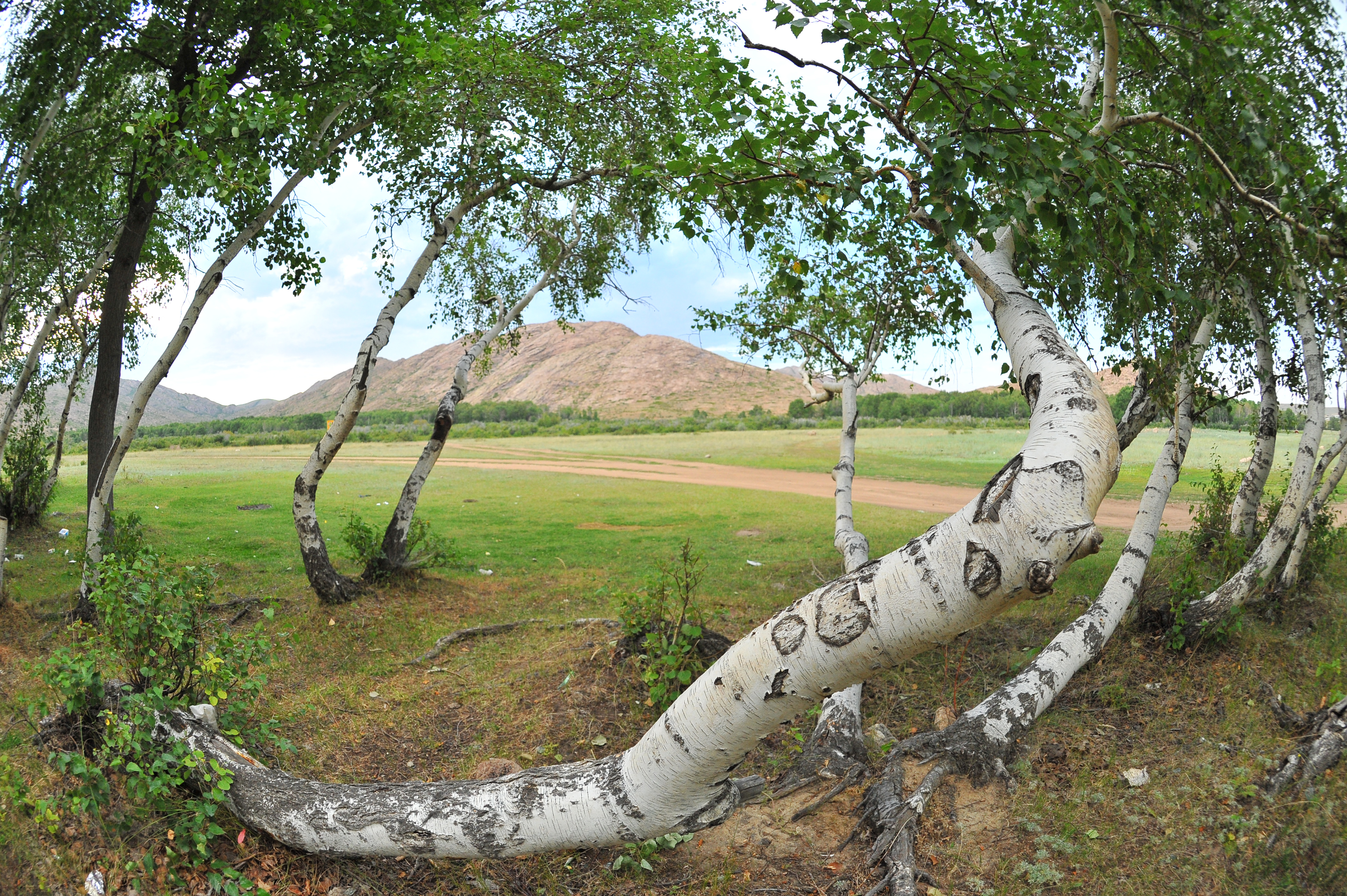Ақындар Алаша хан мен Жошы ханды жырлайды