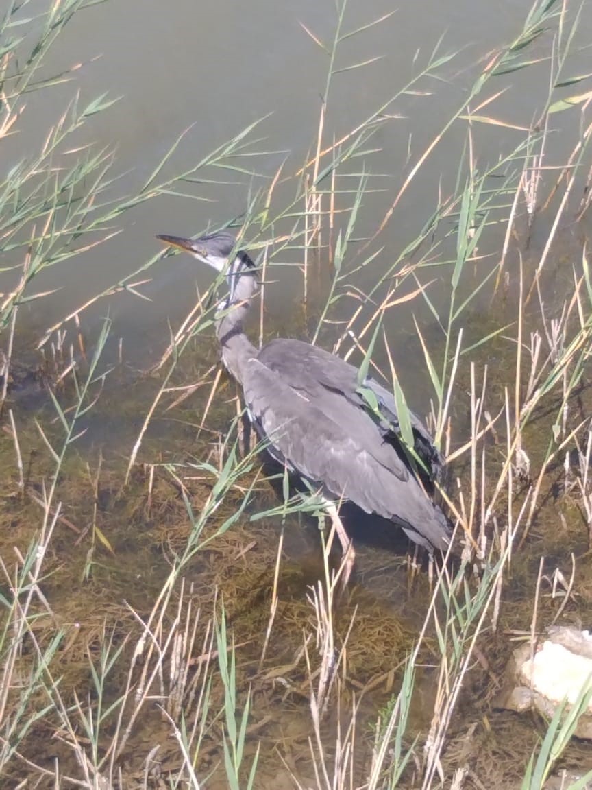 Көше кезген көкқұтан