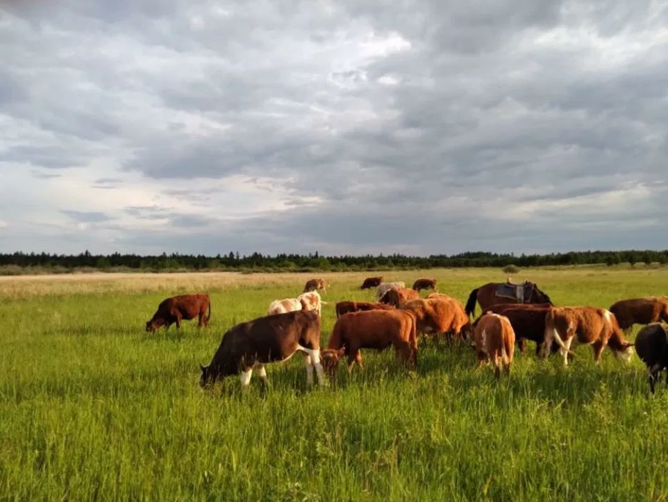 Жері бардың малы жоқ, малы бардың жері жоқ...