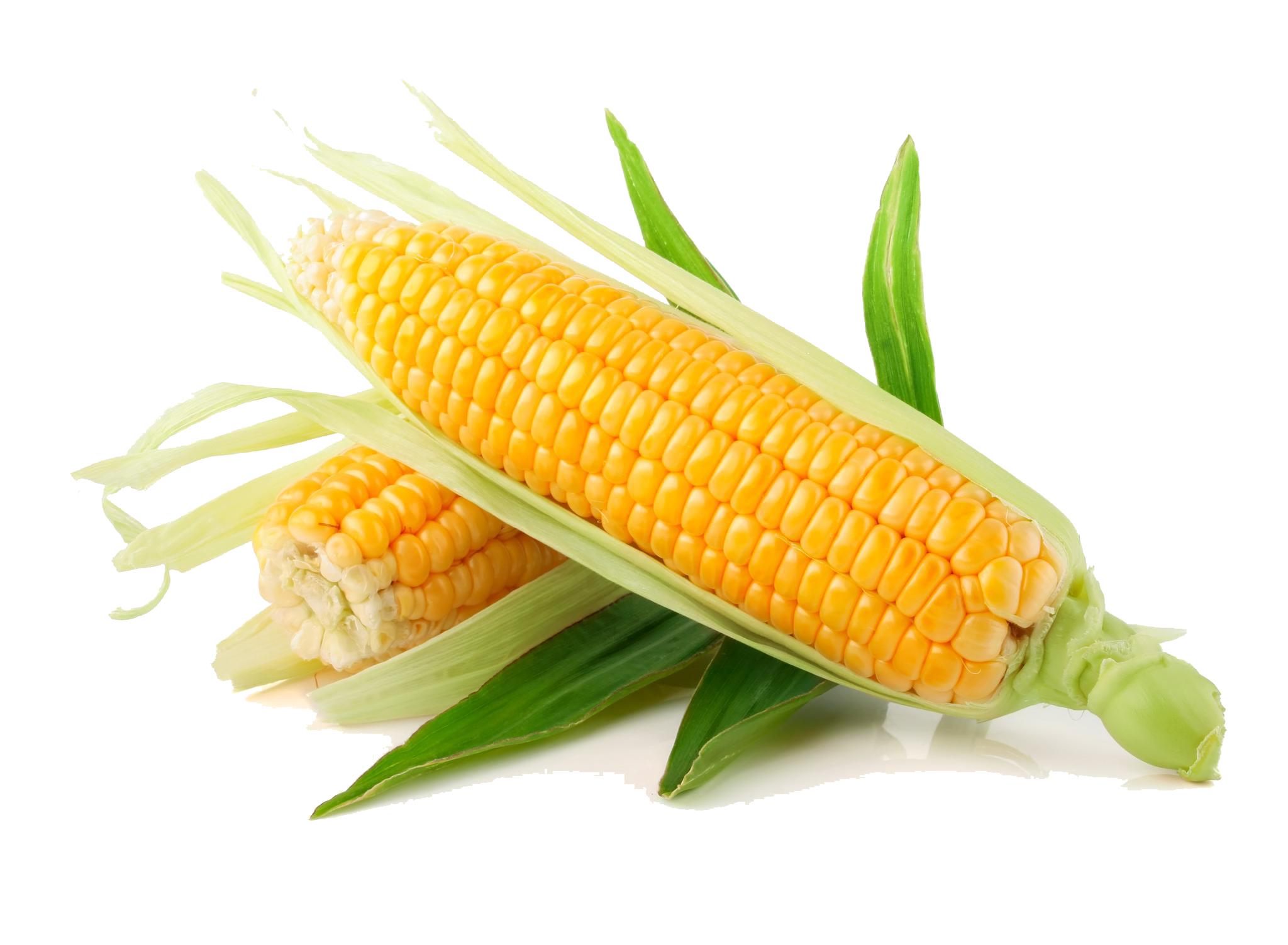 Жүгерінің жаңа буданы