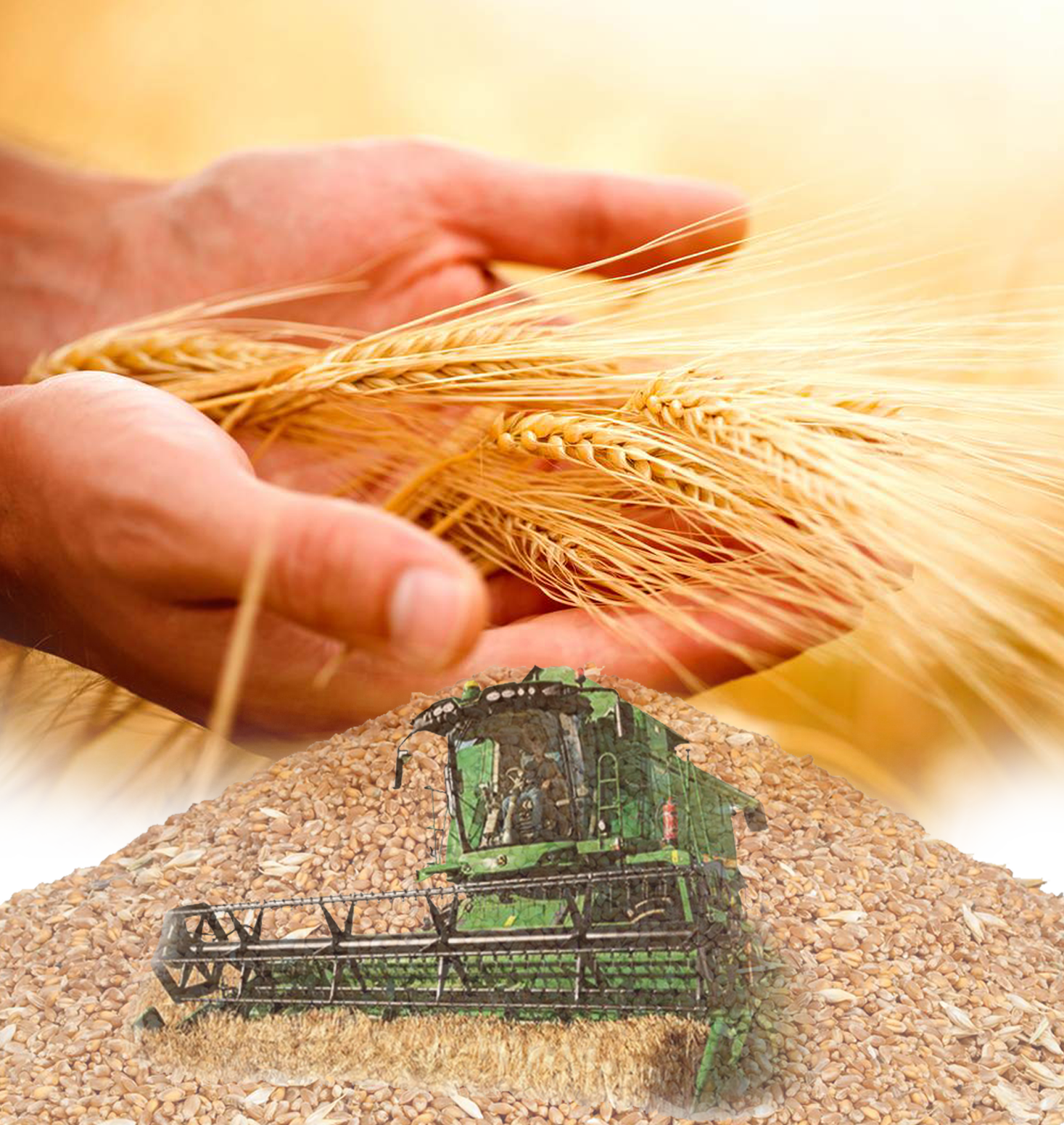 Бидай дақылы қаншалықты тиімді?