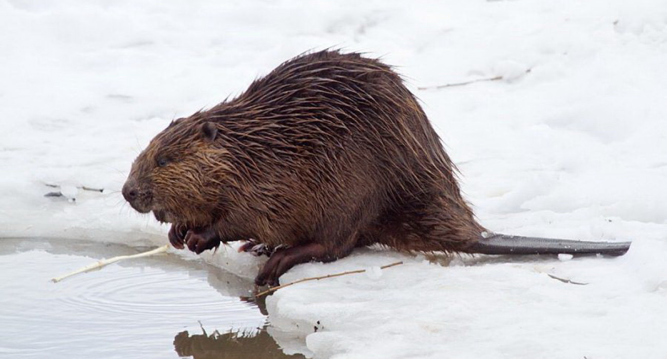 Пойызда ұйықтап жатқан қыздардың суреттері