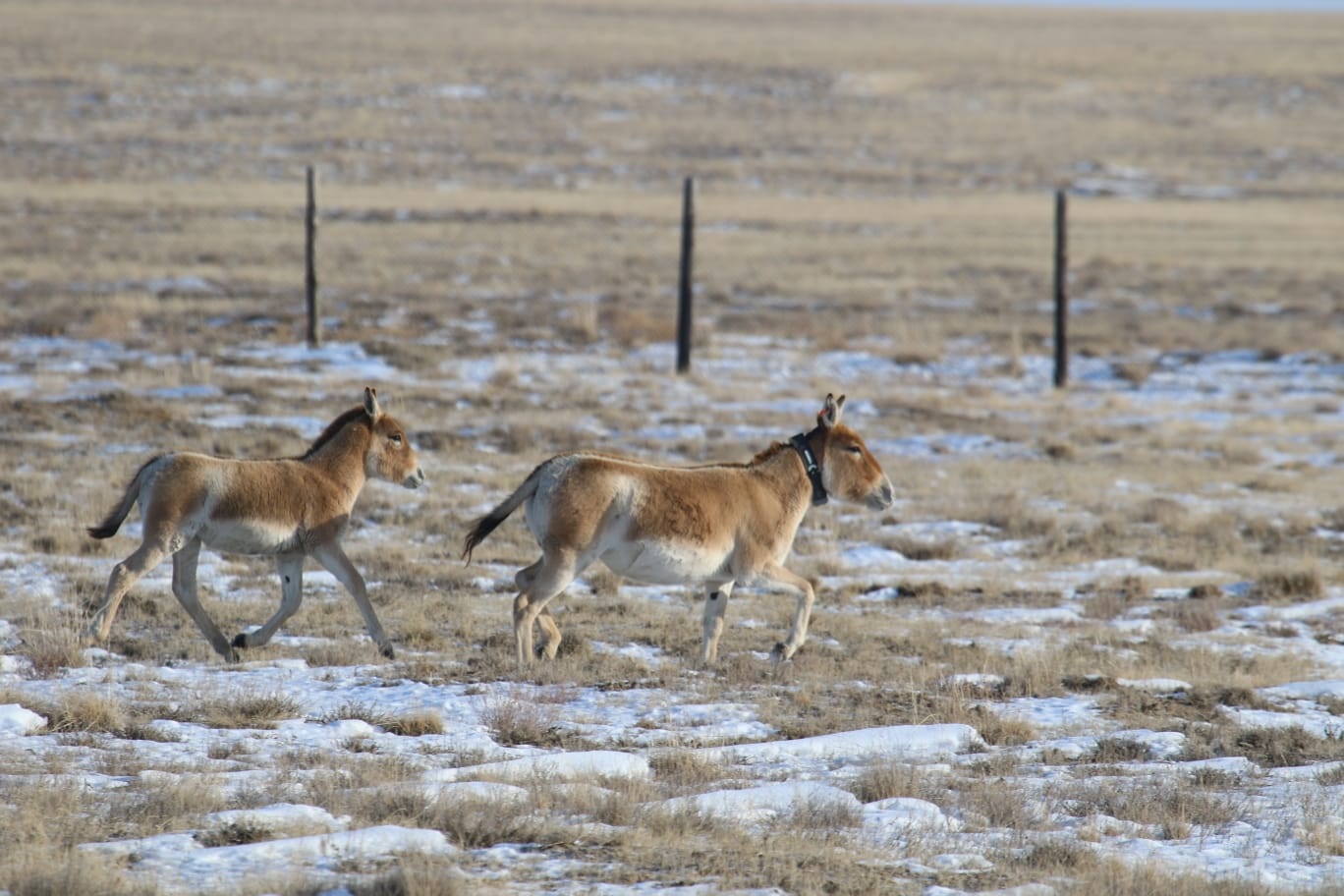 Құба жонда құлан жортар күн қайда?