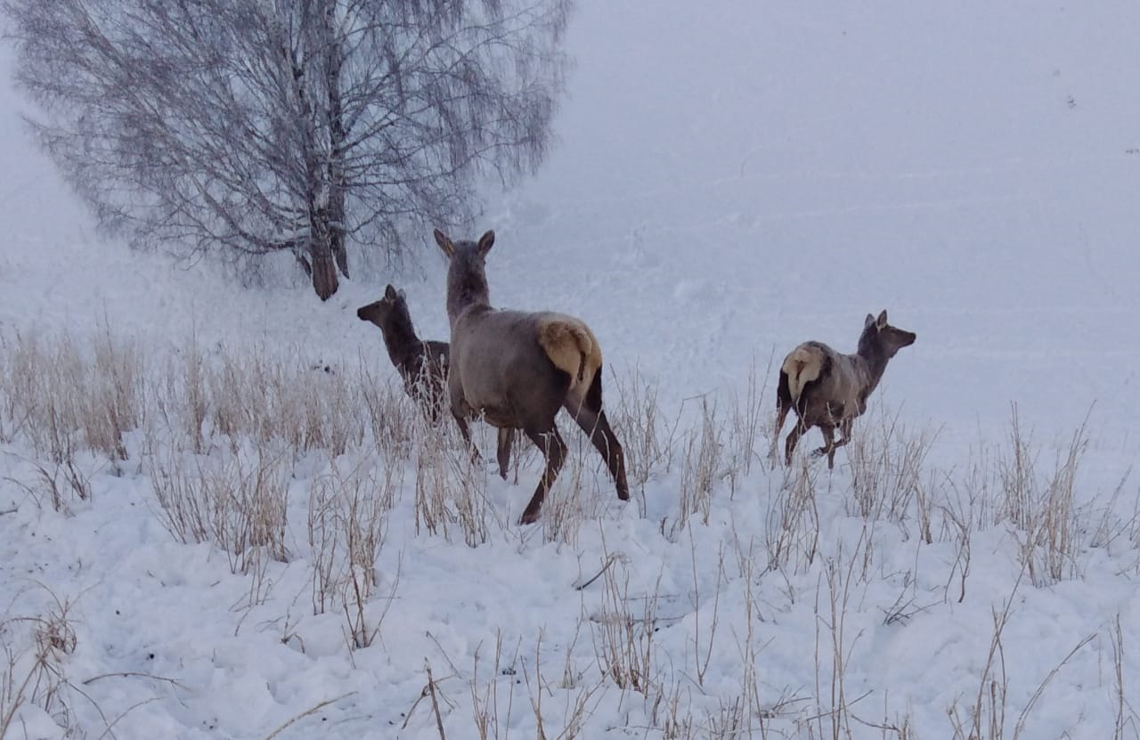 Алтайдың аңы да ортақ