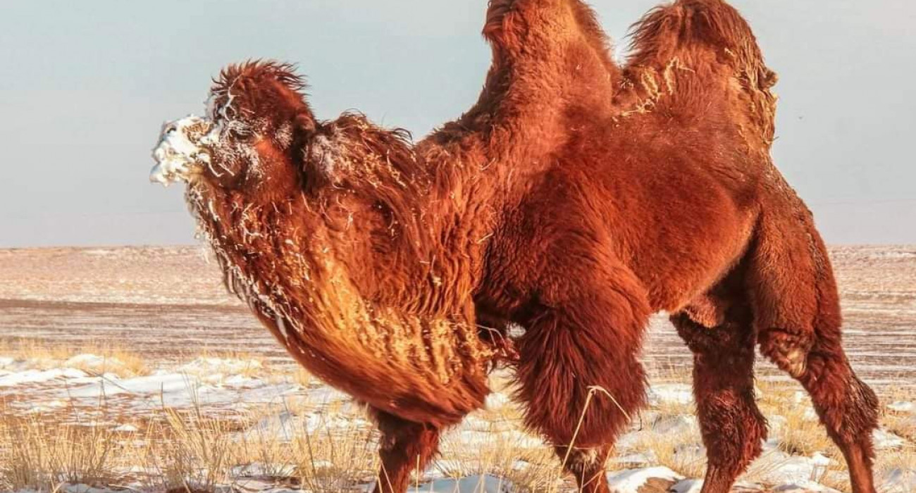 Таңбалармен сызылған сиқыр Орыс брюнетка Полина порно