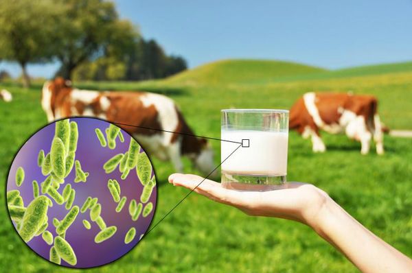 Бруцеллездің белгілері қандай?