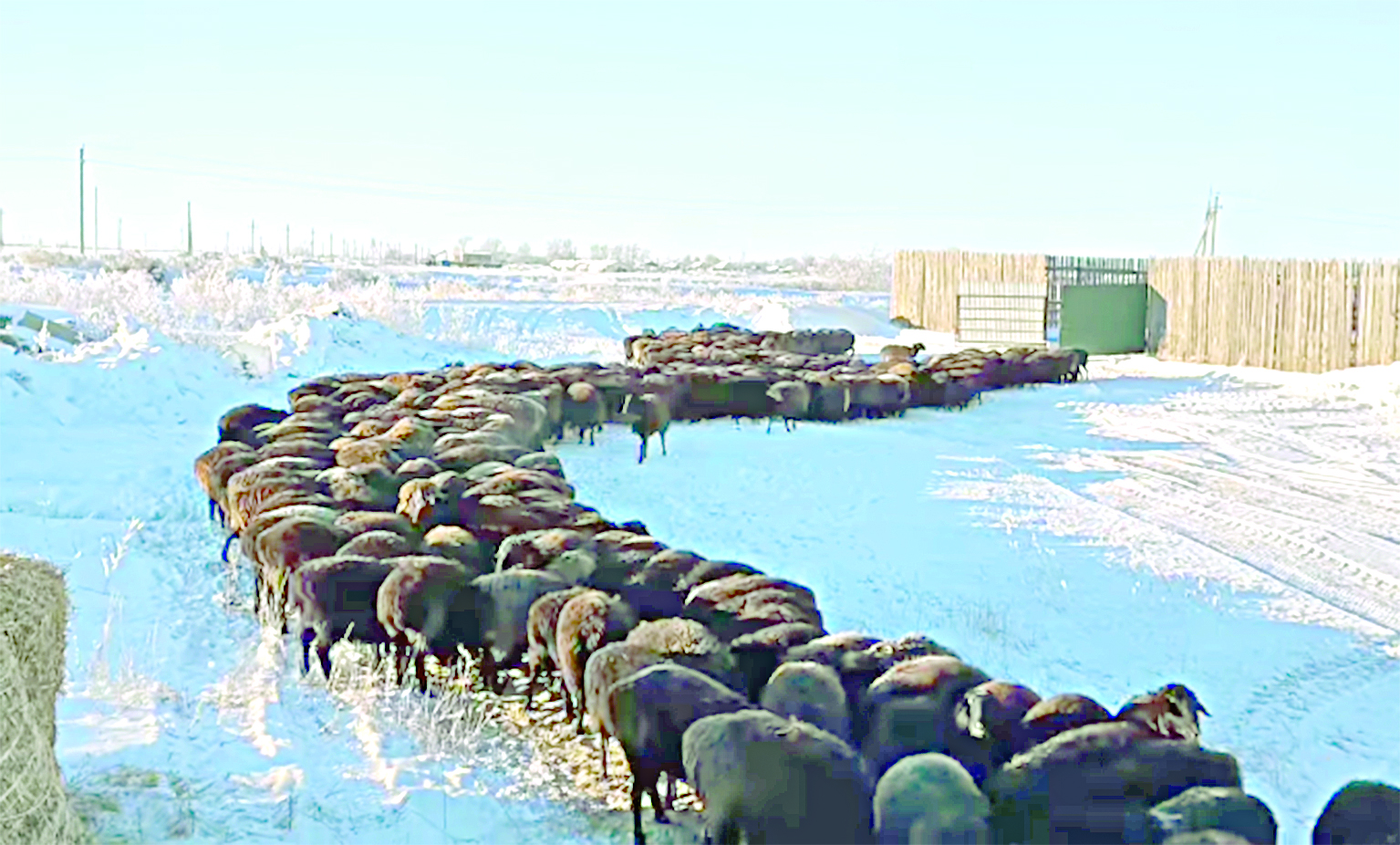 Қазақ қойының бәсі бөлек