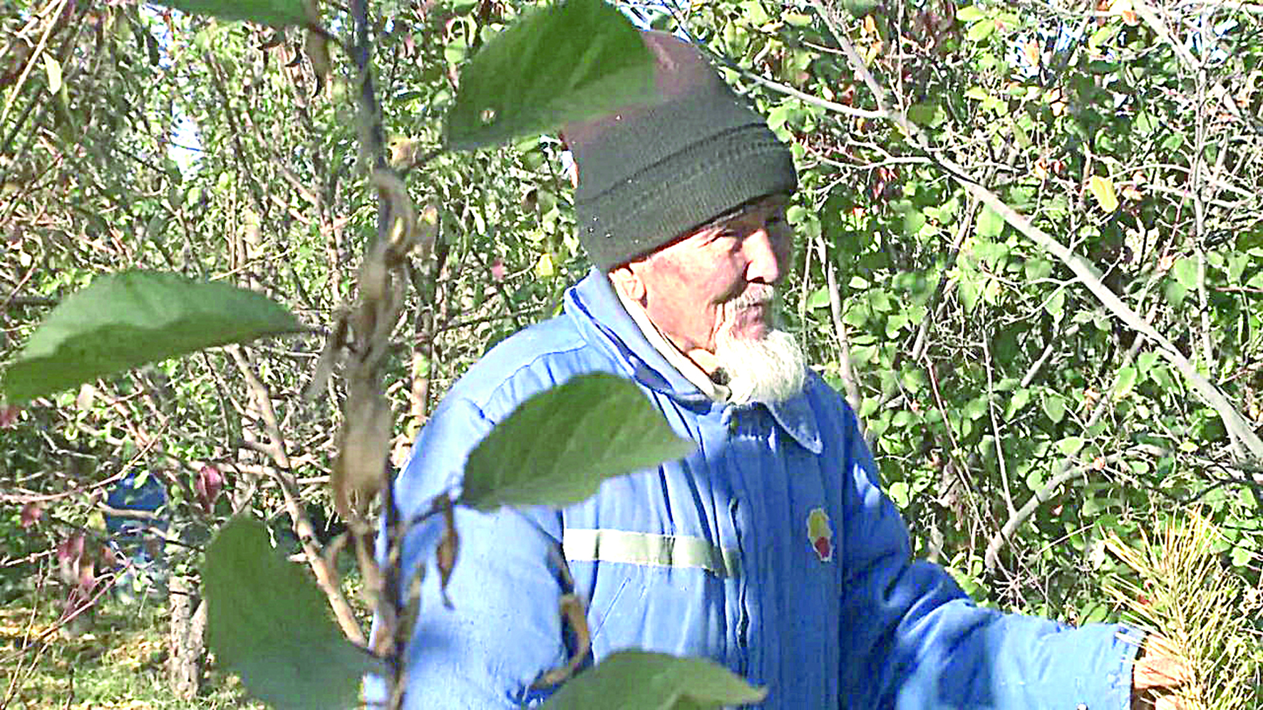 Бектай ата орманы