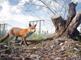 British Wildlife Photography Awards 2023 байқауының үздік суреттері жарияланды