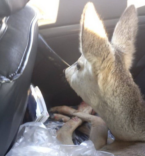 Елікті де құтқарды