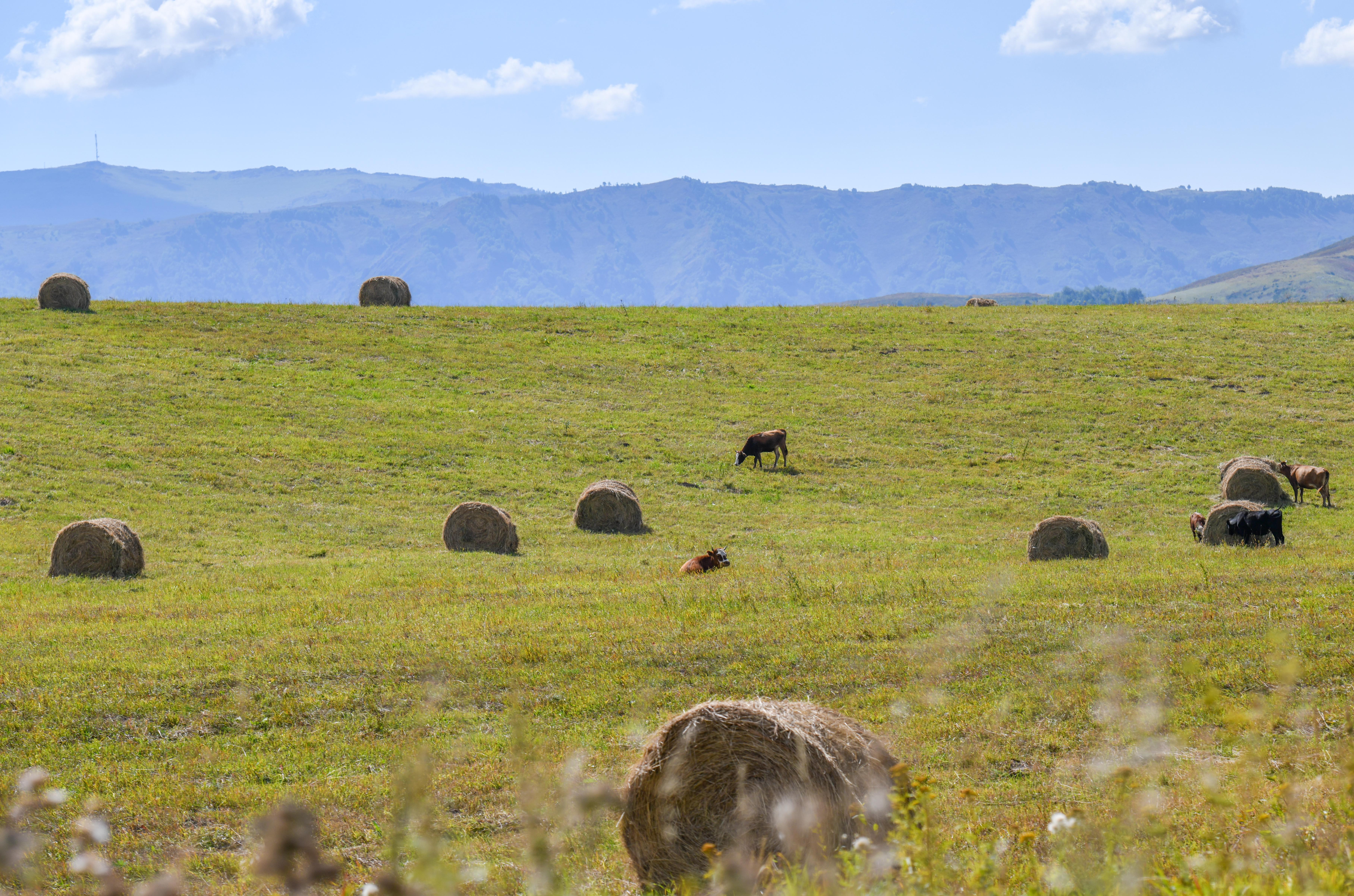 Малсақ қауымның мұңы