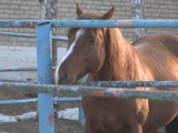 Қостанай жылқы зауыты жабылып қалуы мүмкін