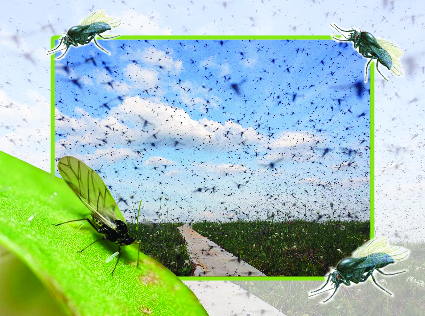 Шыбын-шіркей шырғалаңы