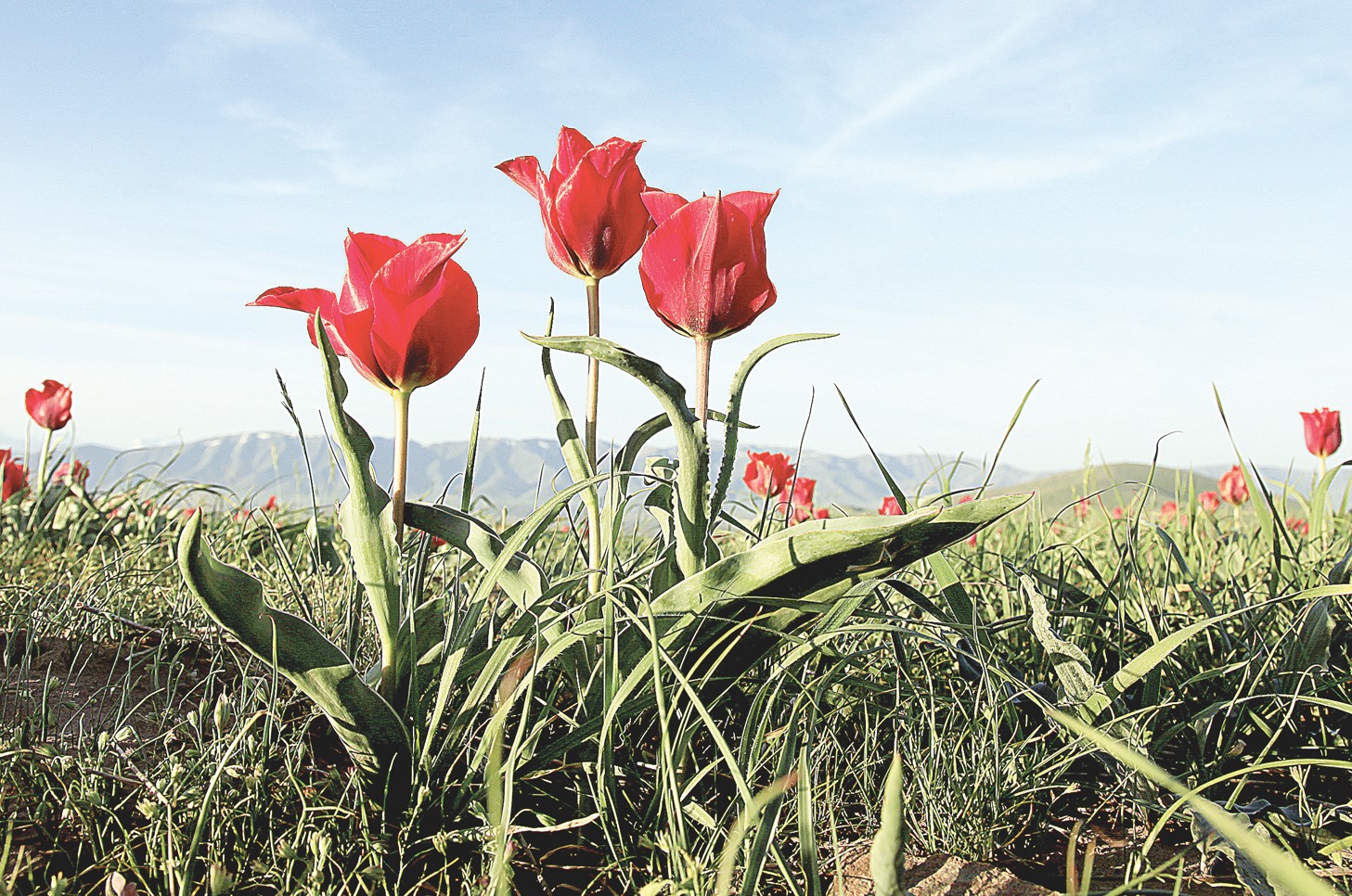 Қызғалдақтың ғұмыры