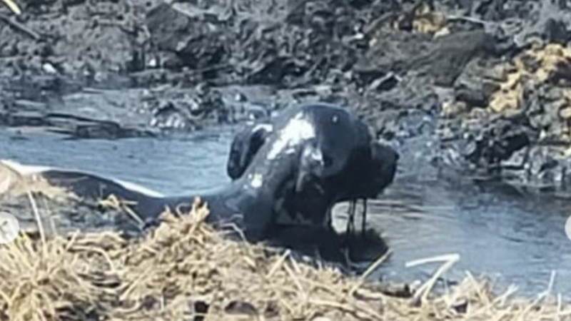 Битумге бөккен ауыл