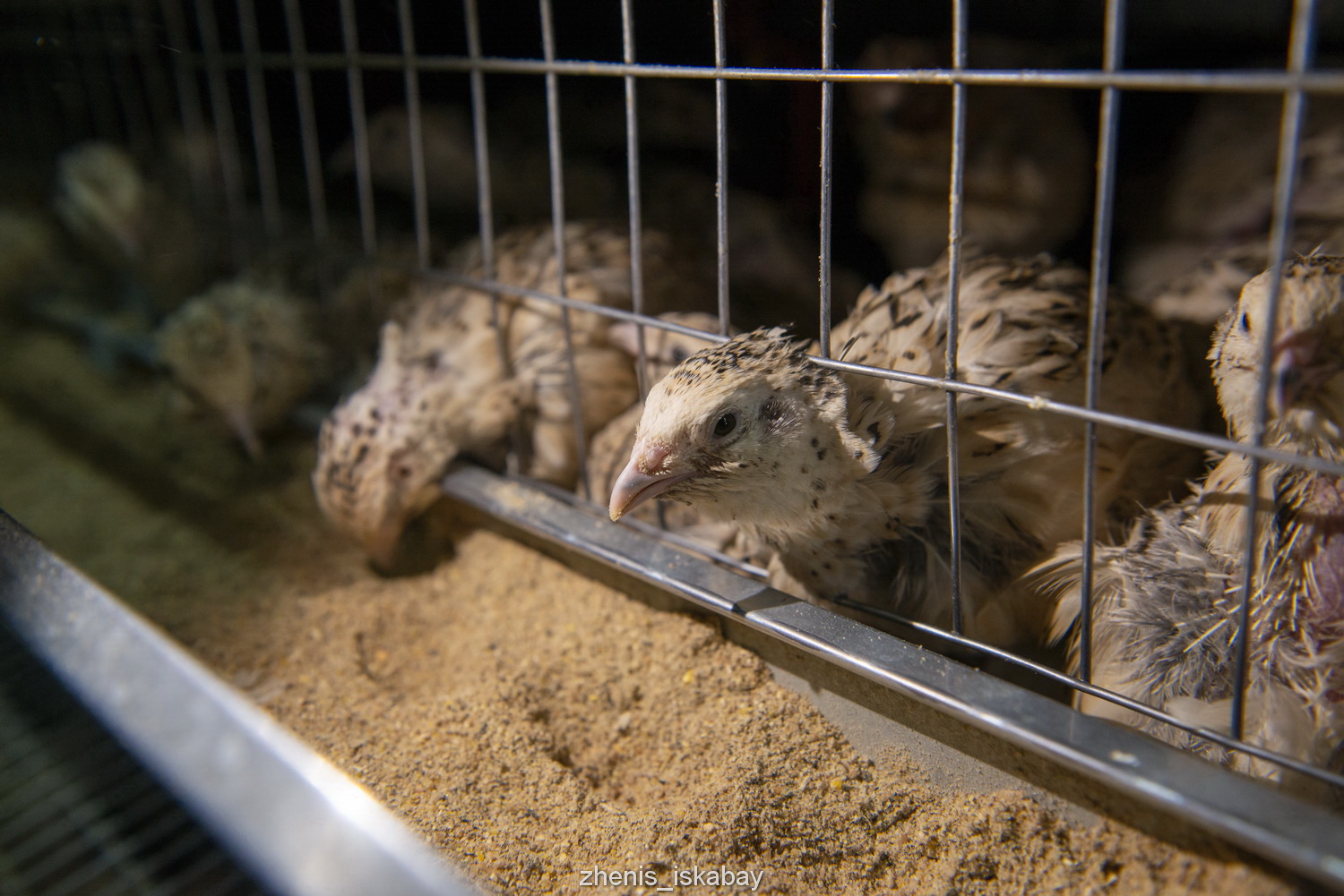 Бөдене өсіру – берекелі бизнес