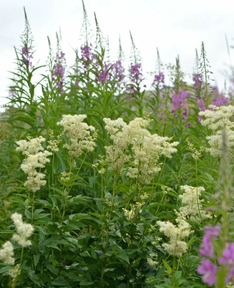 Тобылғыжарған