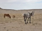 Қуаңшылық мал шаруашылығының құтын қашырды