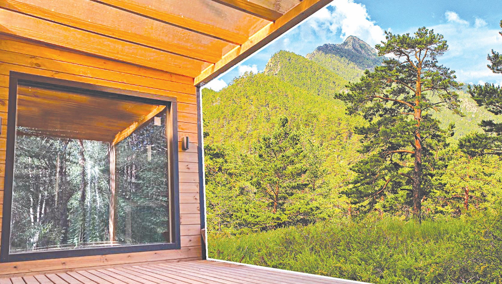 Мемлекетке қайтарылған орман