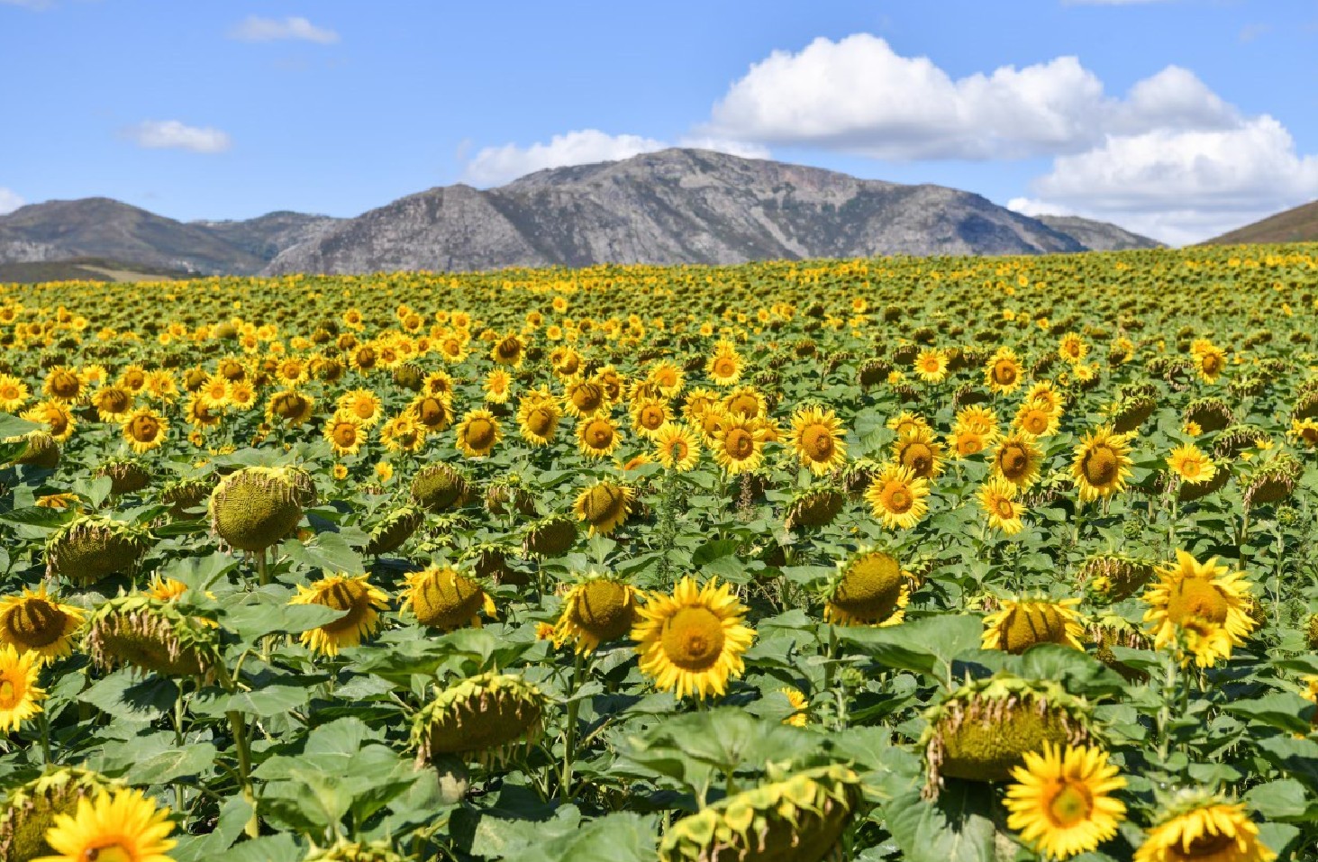 Май өндірушілердің мұңы