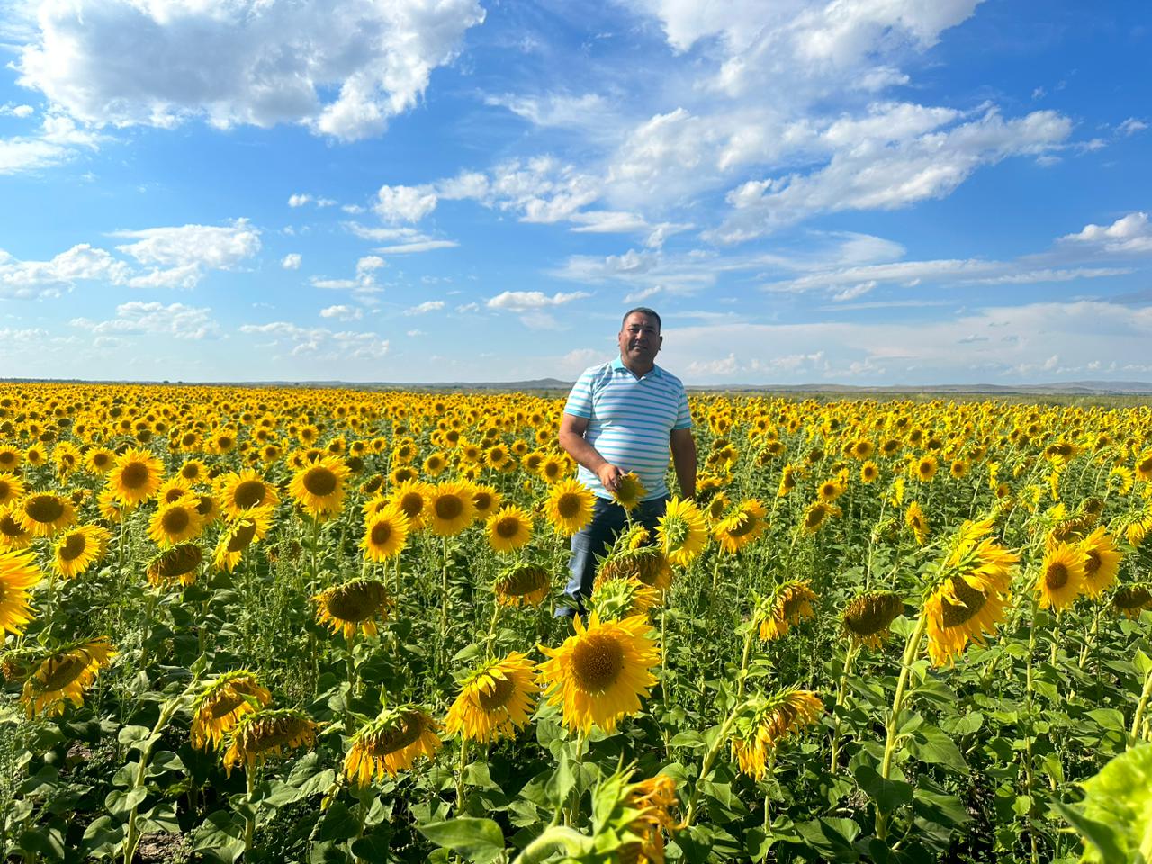 Күнбағыс жайқалып тұр