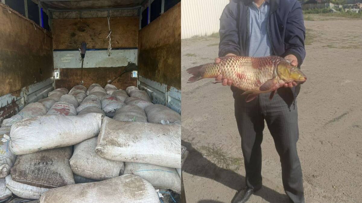 Павлодарда заңсыз ауланған 515 келі балық, 2,5 тонна шаян тәркіленді