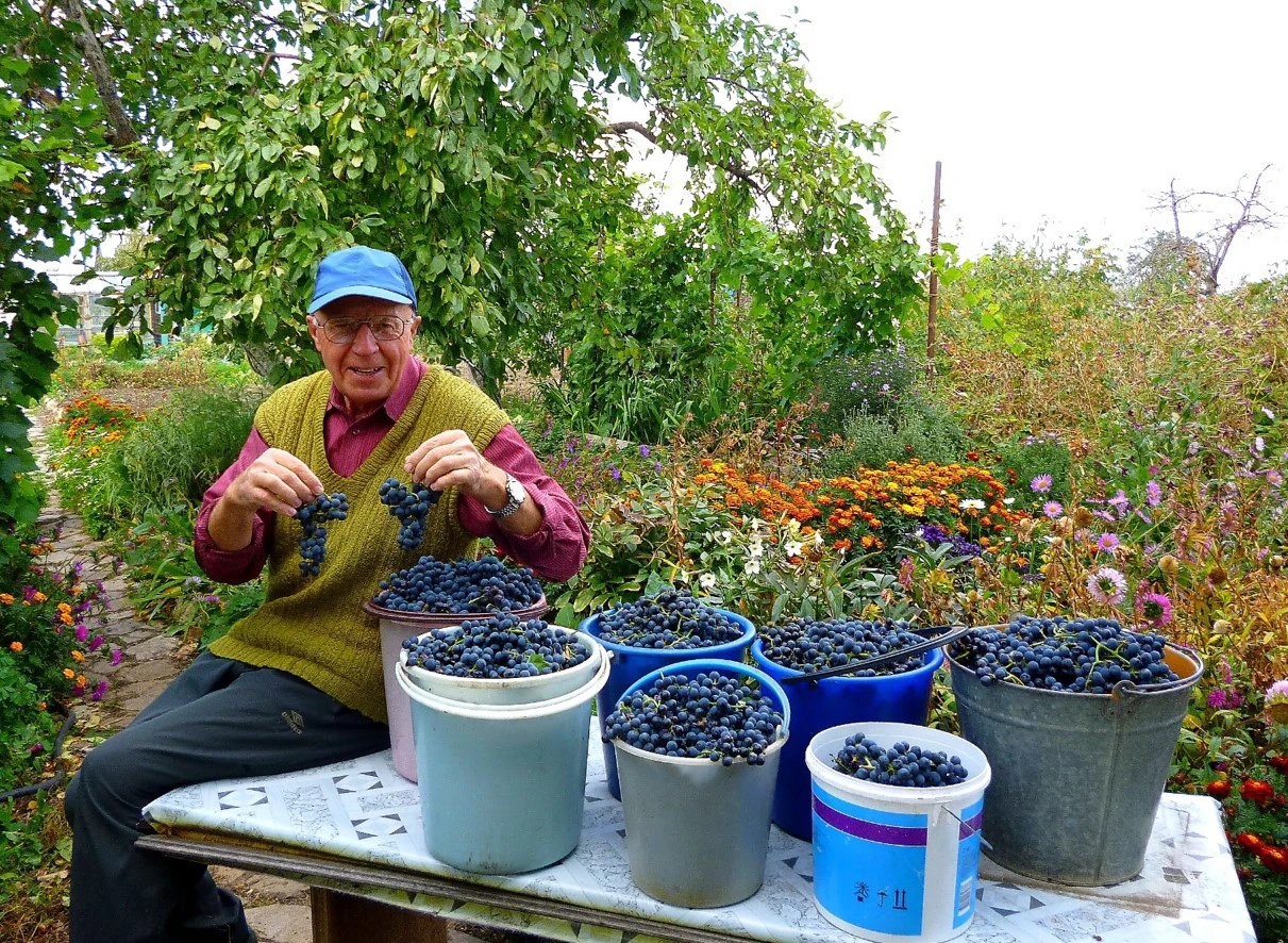Саяжай қызығы – Көкшенің жүзімі