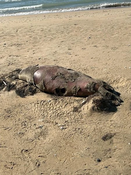 Каспий итбалығы тағы қырылды