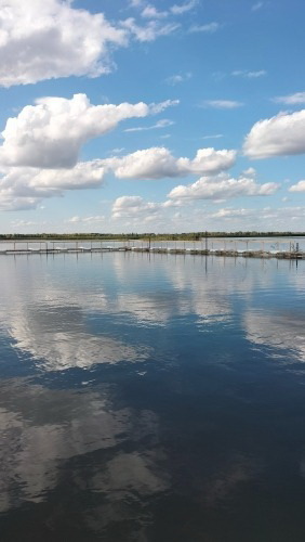 имс