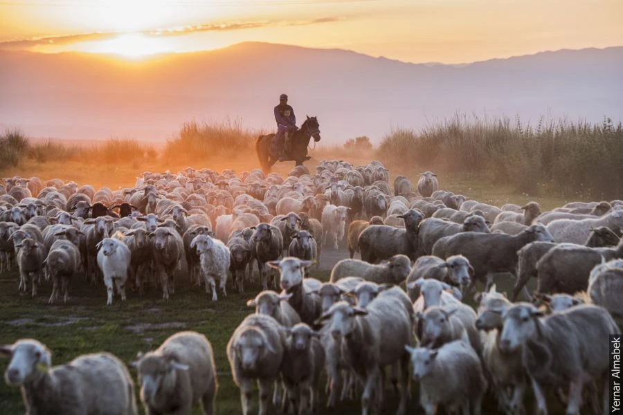 Малшы табу – машақат