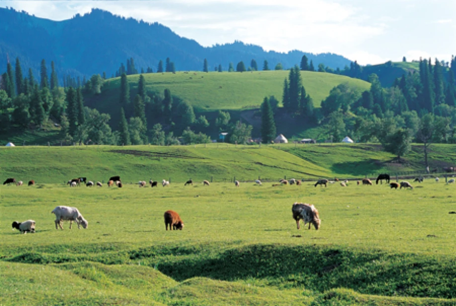 Жайылымды жосықсыз иемдену жойылады
