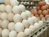 Жұмыртқа құнына шекті баға қою ұсынылды