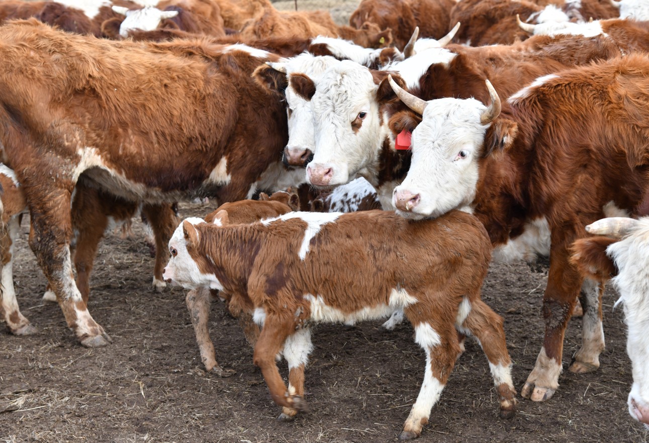 Асылтұқымды малдың пайдасы мол