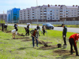Туған қаласына ағаш сыйлады