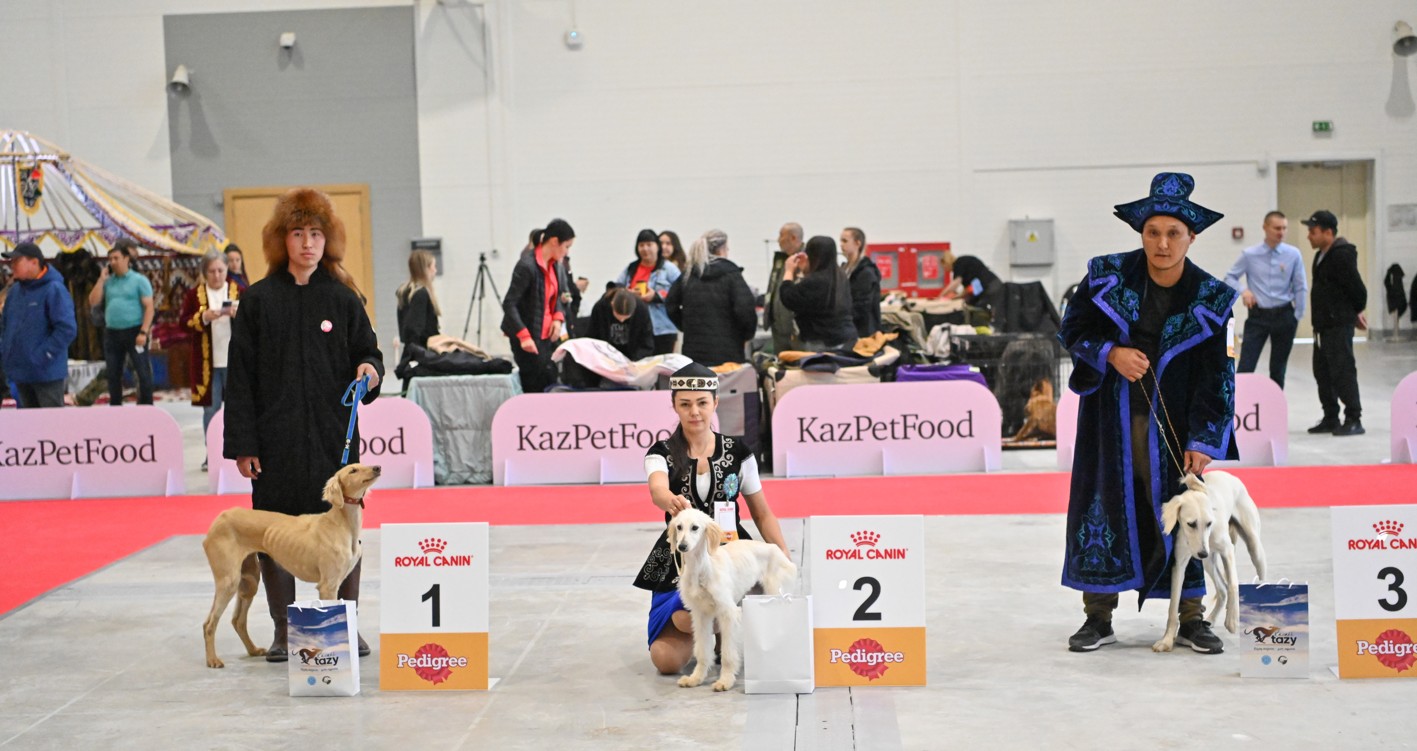 Тазыны жаһан танитын күн алыс емес