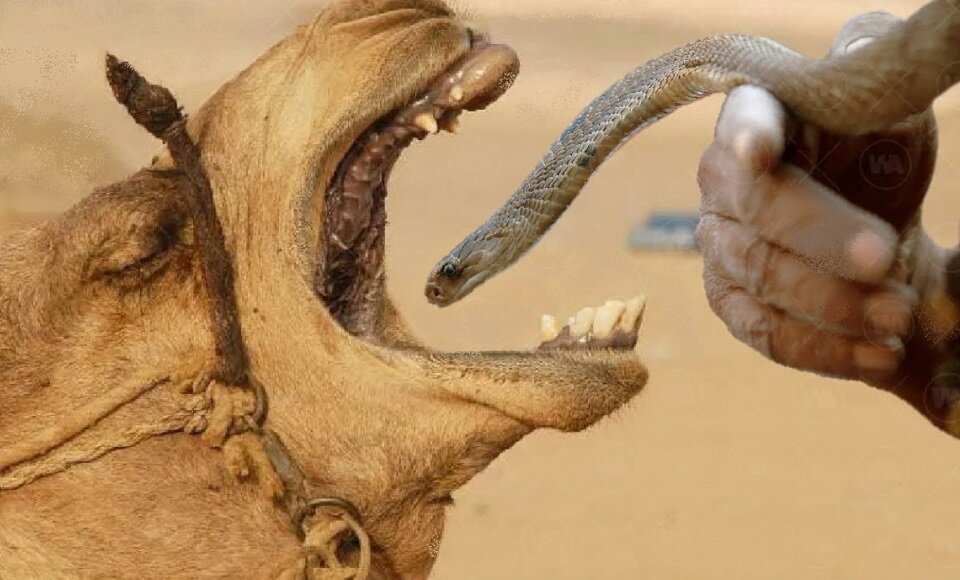 а