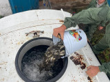 Шілденің екінші жексенбісі - Балық шаруашылығы қызметкерлері күні