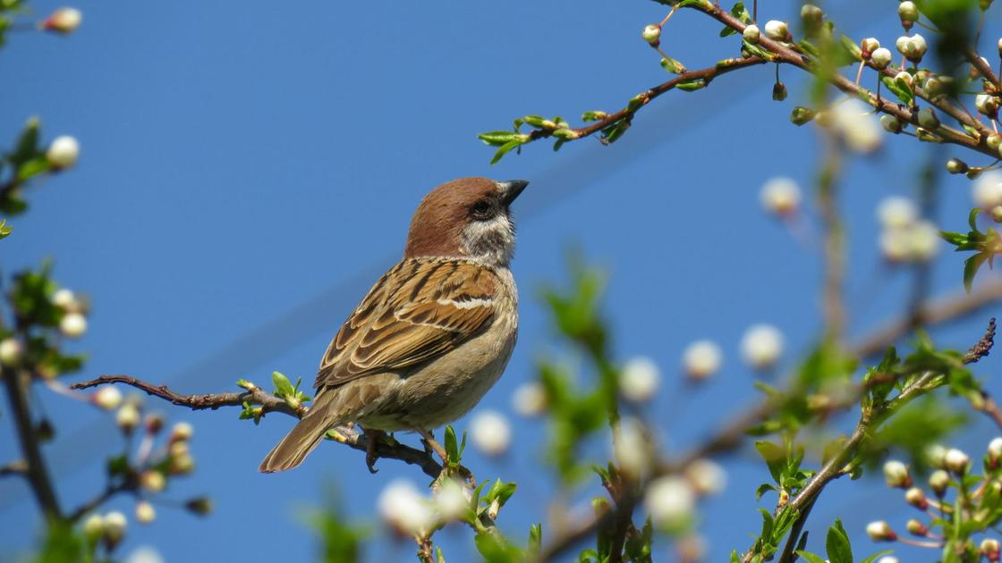 Торғайын қорғаған Талап