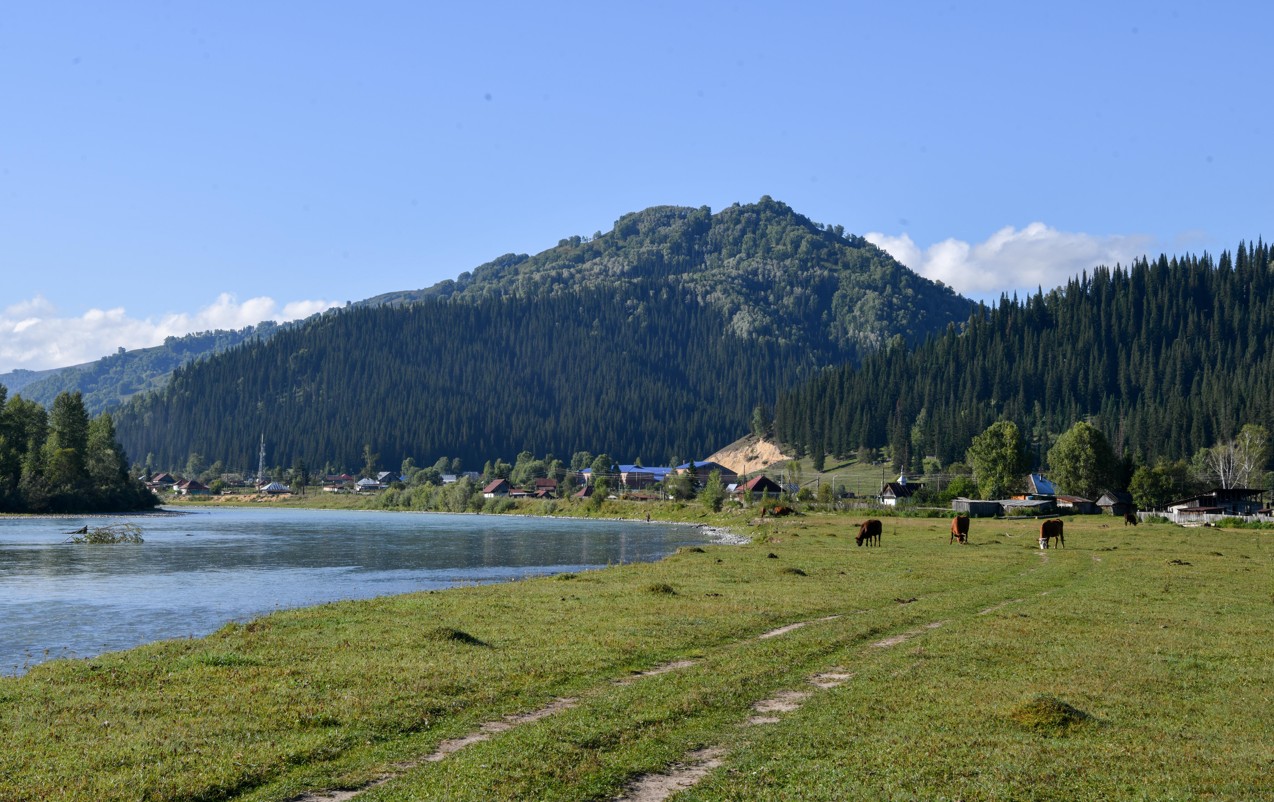 Береке белсендіге бітеді