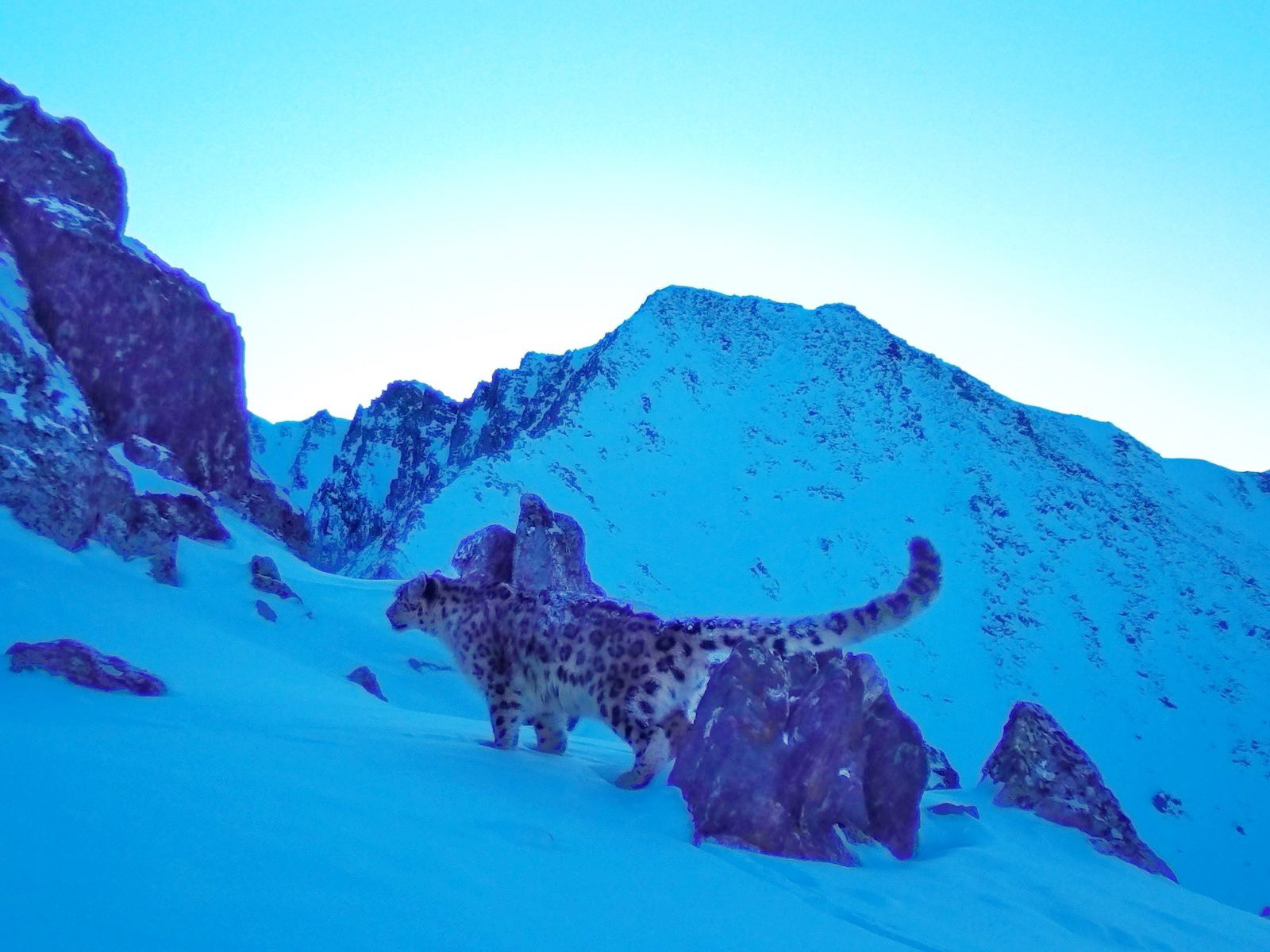 Топқайыңның тұсында барыс жүр