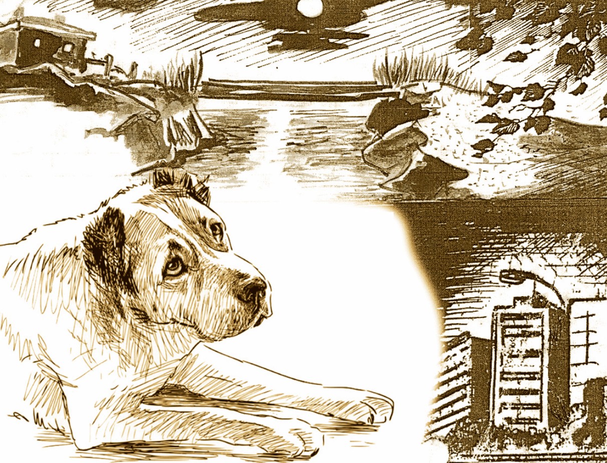 Ауылдың иті