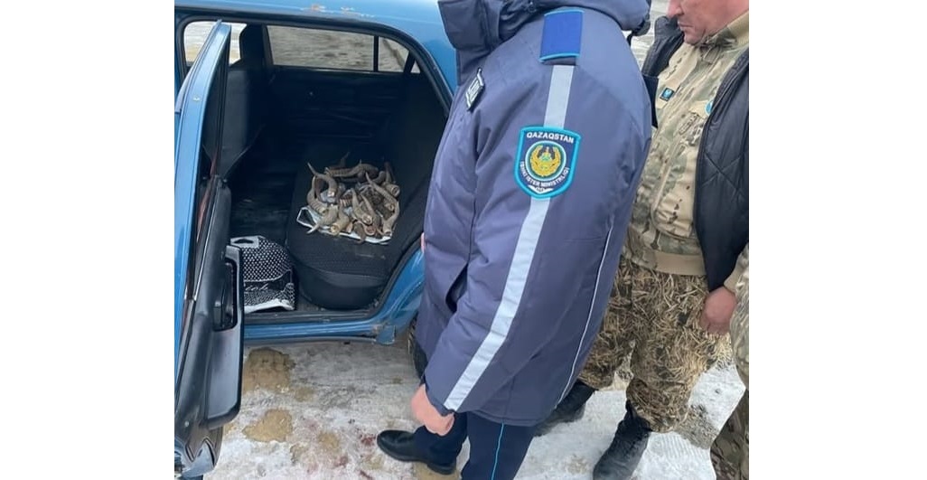 Көліктен киік мүйіздері табылған