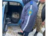 Көліктен киік мүйіздері табылған
