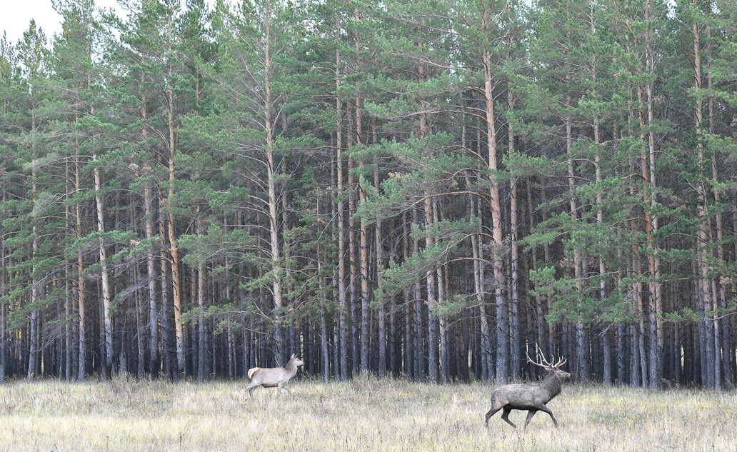 Орманшылар мүддесі ескерілсе игі
