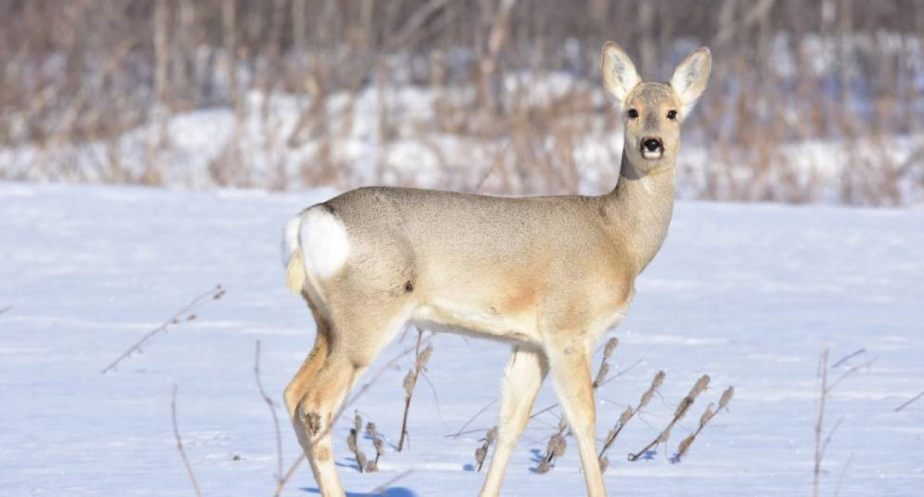 Презервативтегі жыныс мүшесі порно Ұйықтап жатқан брюнеткамен қысқа шаш қиылған порно